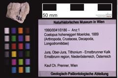 Foto (Objekt + Etiketten) von Coelopus hoheneggeri (Moericke, 1889) (NHMW-GEO-1990-0041-0186)